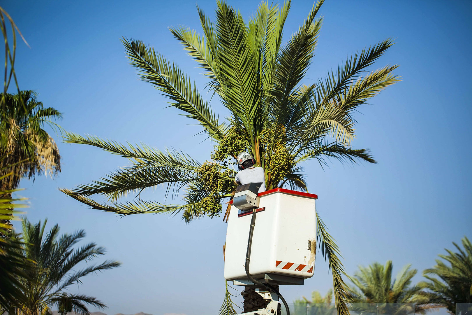 Palm Tree Service