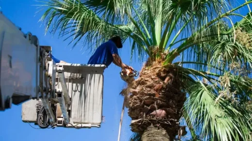Palm Tree Service