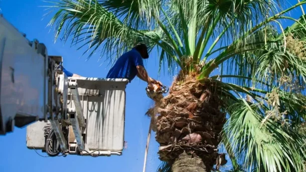Palm Tree Service