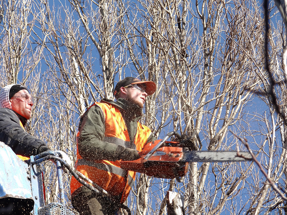 Local tree surgeons
